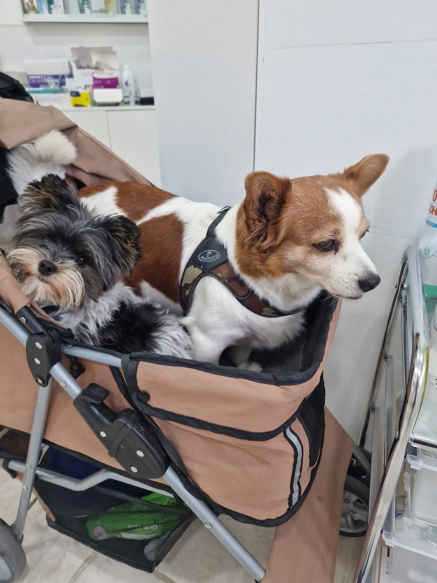 CLAUVET VETERINARIA (10)