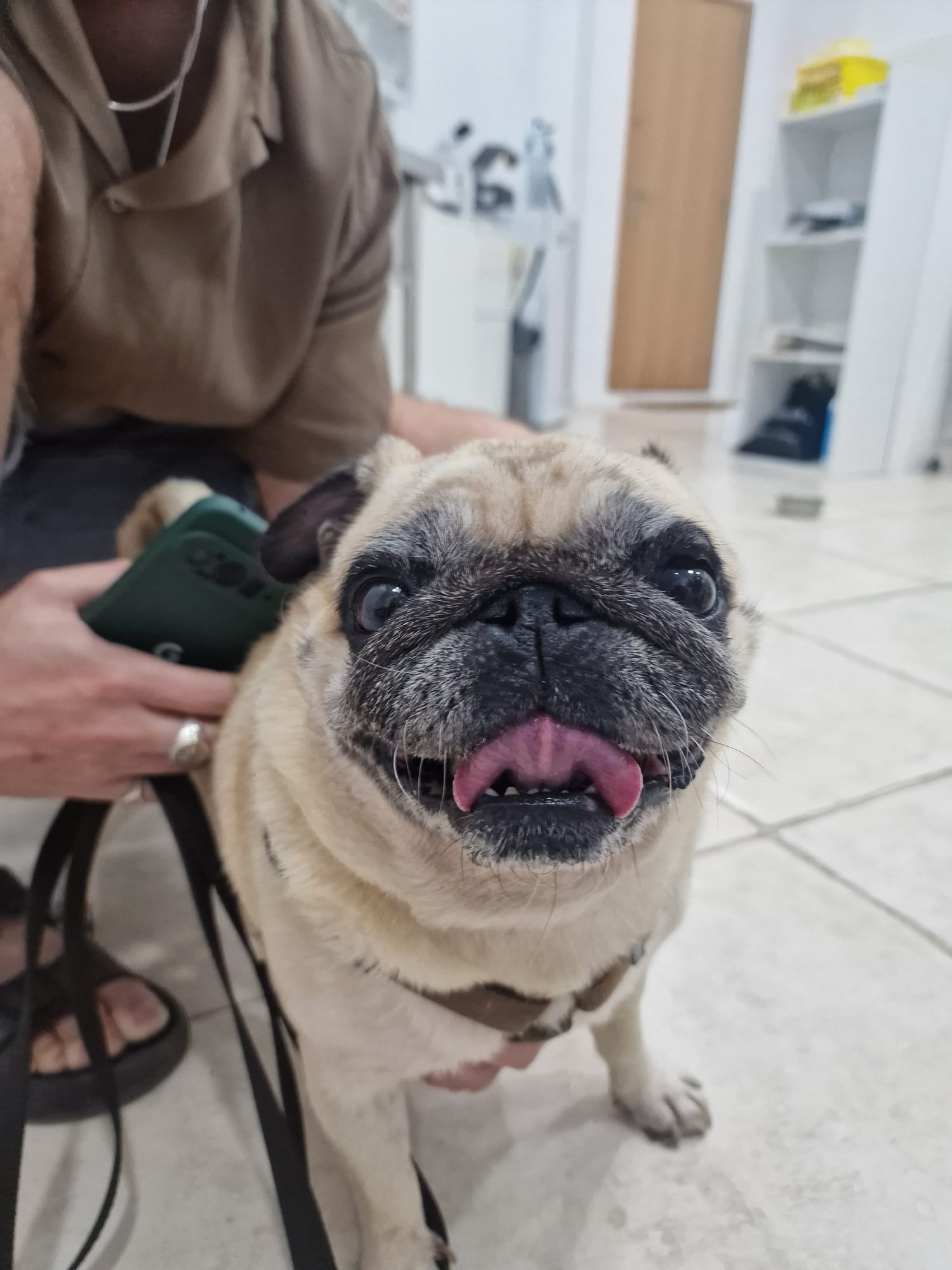 CLAUVET VETERINARIA (8)