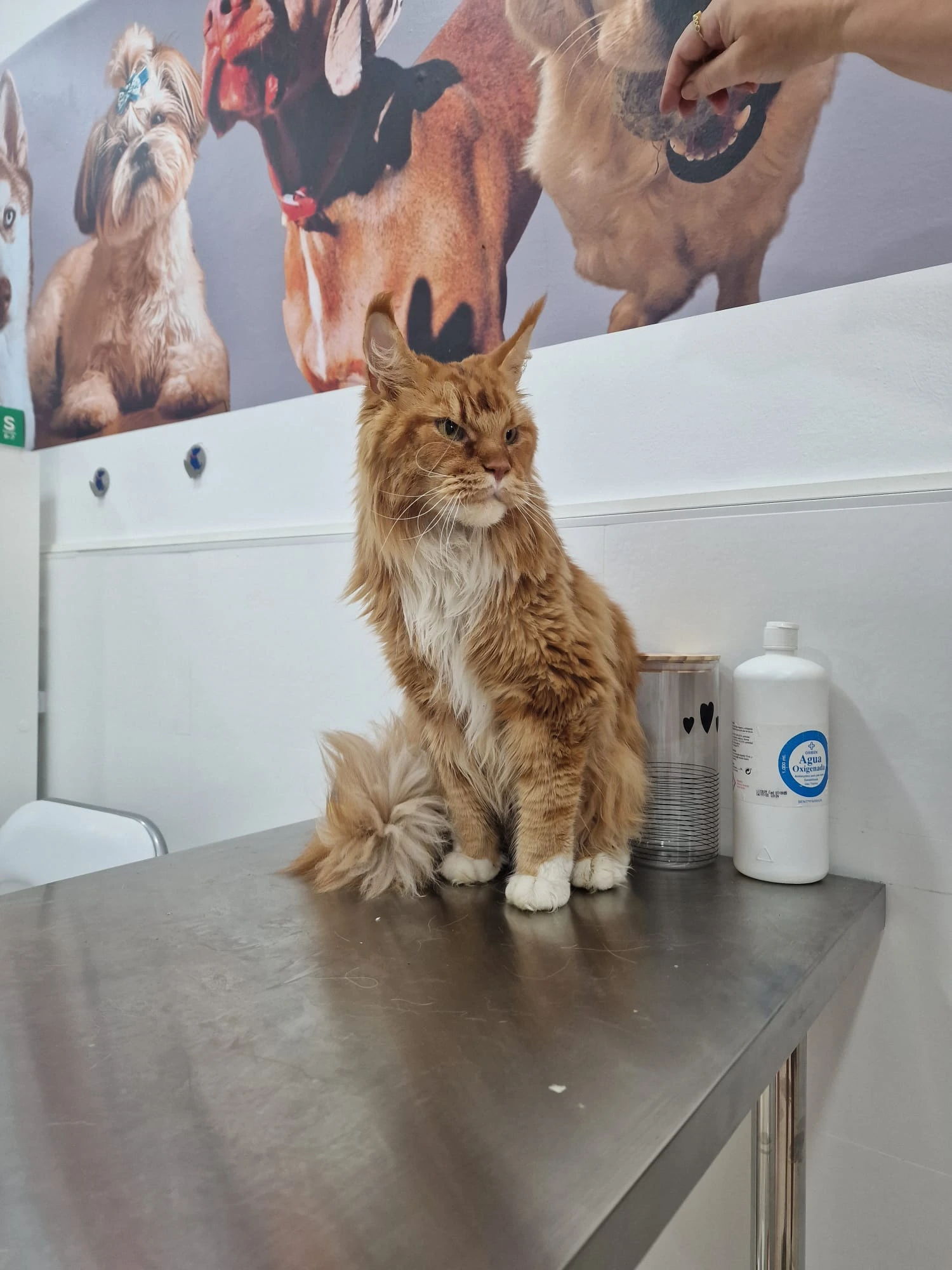 CLAUVET VETERINARIA (9)